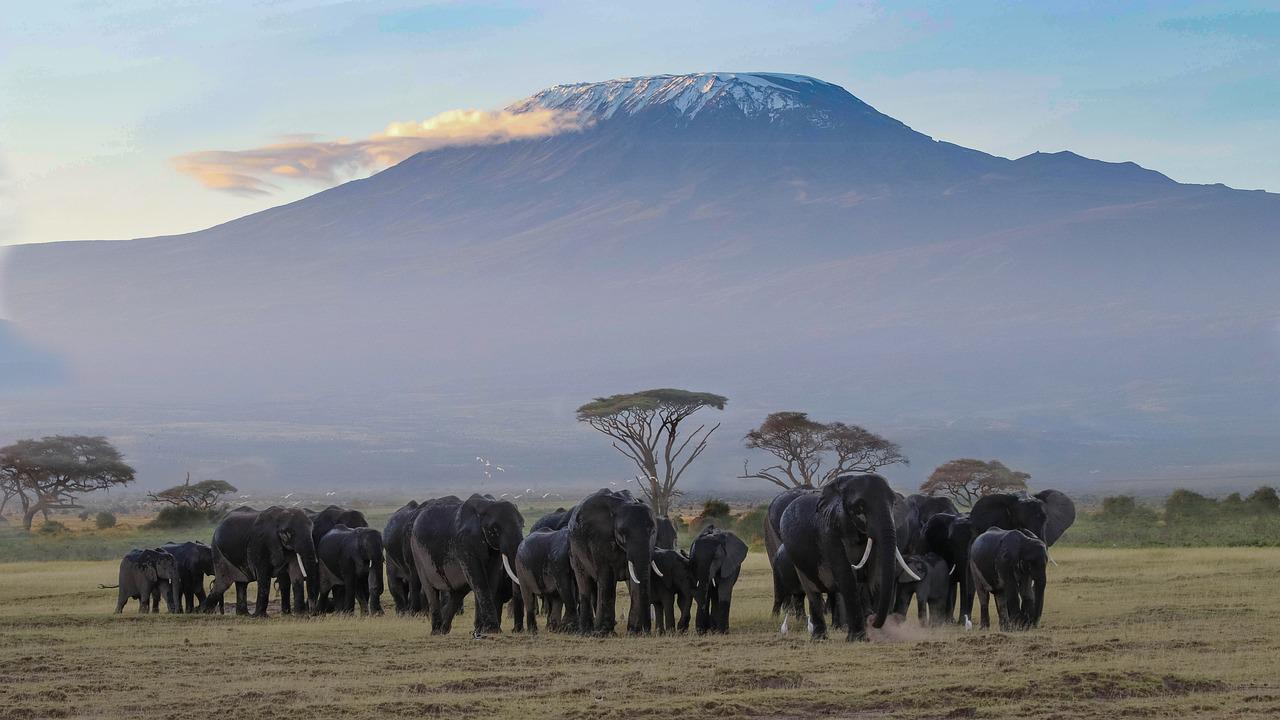 Amboseli National Park Day Trip Safari