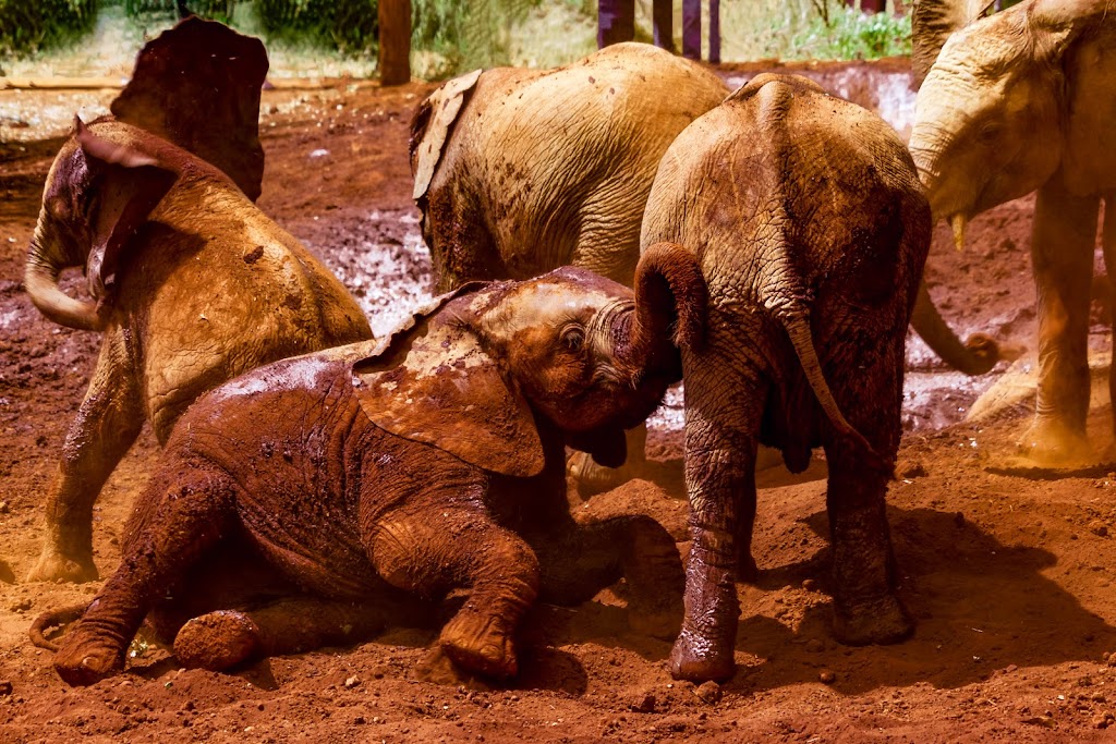 Nairobi Full Day Tour