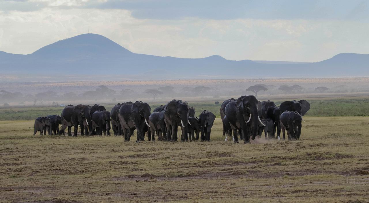 3 Days 2 Nights Amboseli & Tsavo West National Park Safari