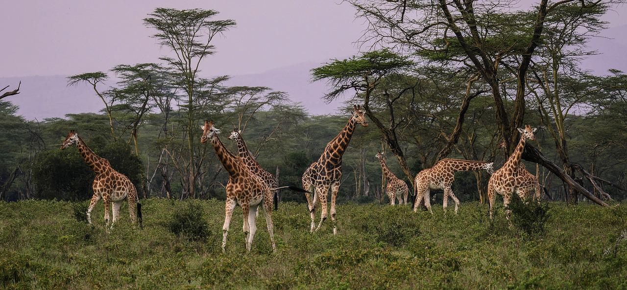 3 Days 2 Nights Lake Nakuru And Lake Bogoria Safari