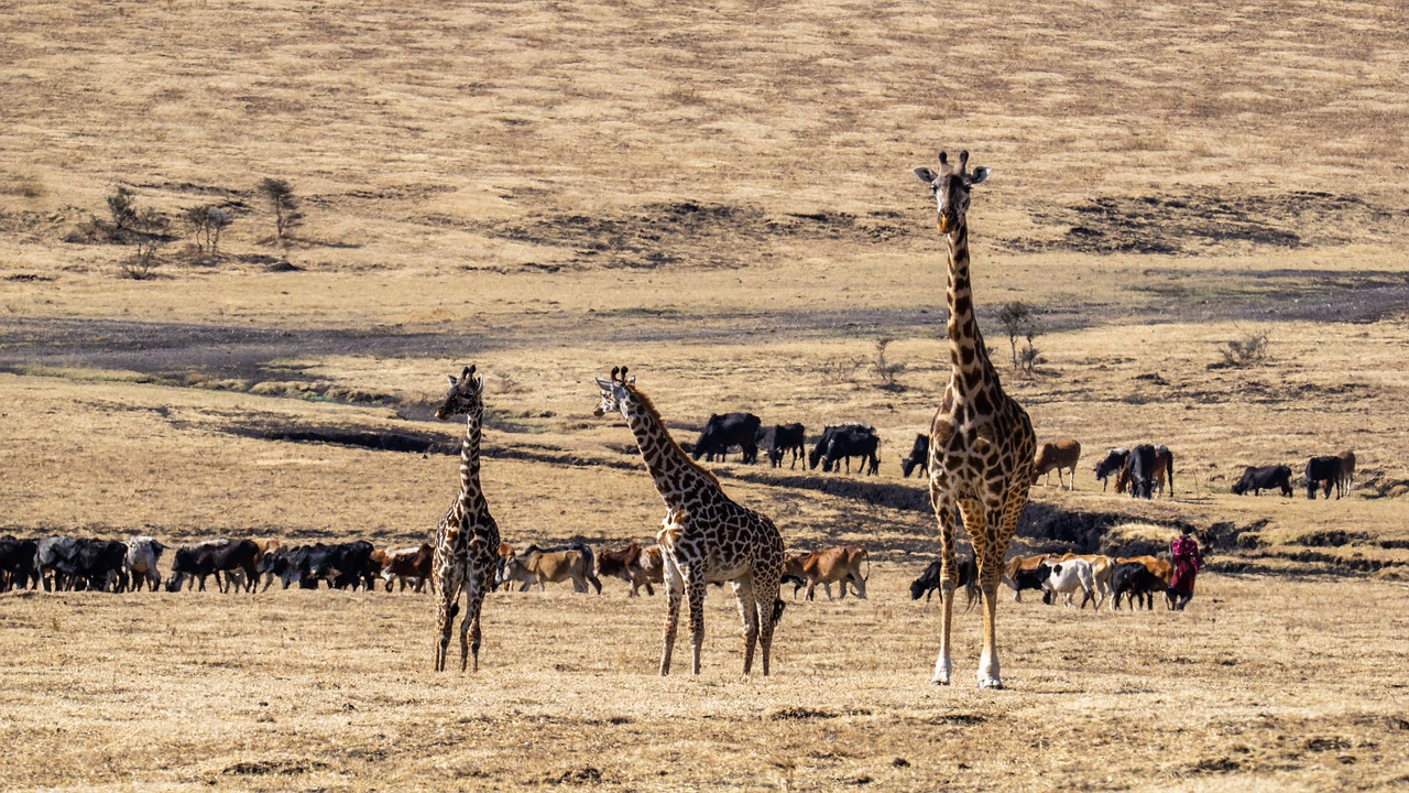 6 Days 5 Nights Amboseli – Lake Naivasha – Masai Mara Safari